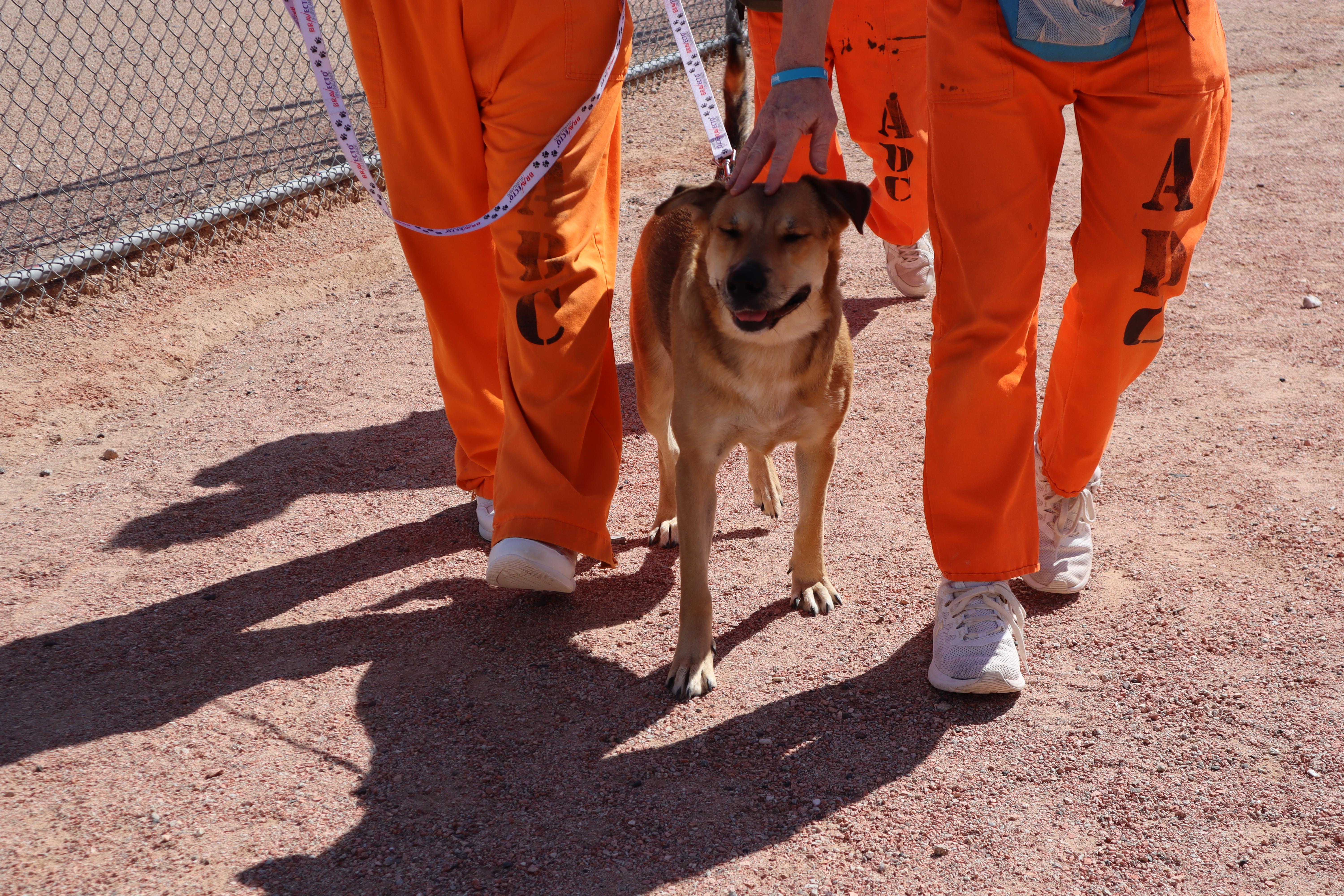 Eris, a Adoptable mixed breed in Chandler, AZ image 2/3