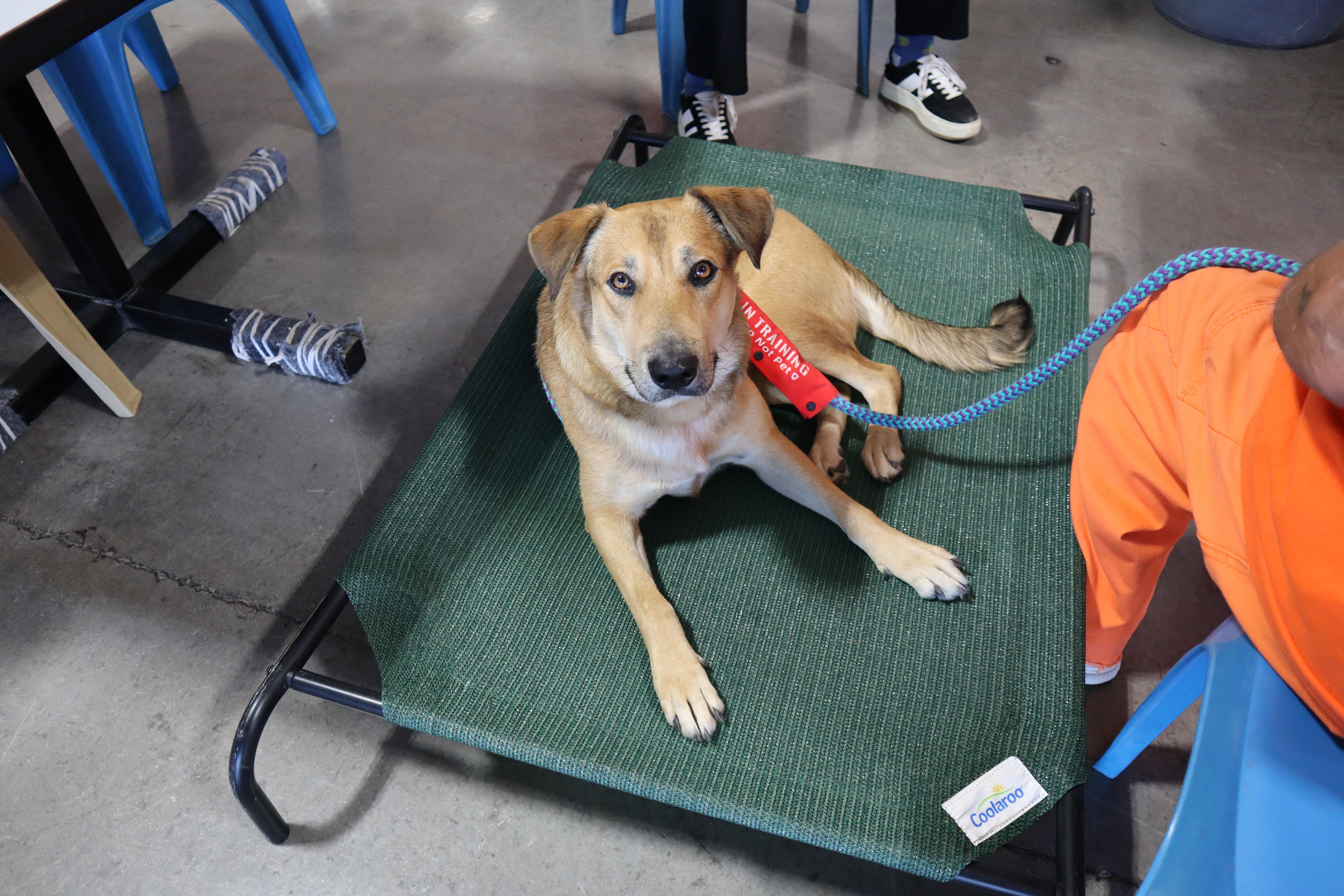 Eris, a Adoptable mixed breed in Chandler, AZ image 3/3