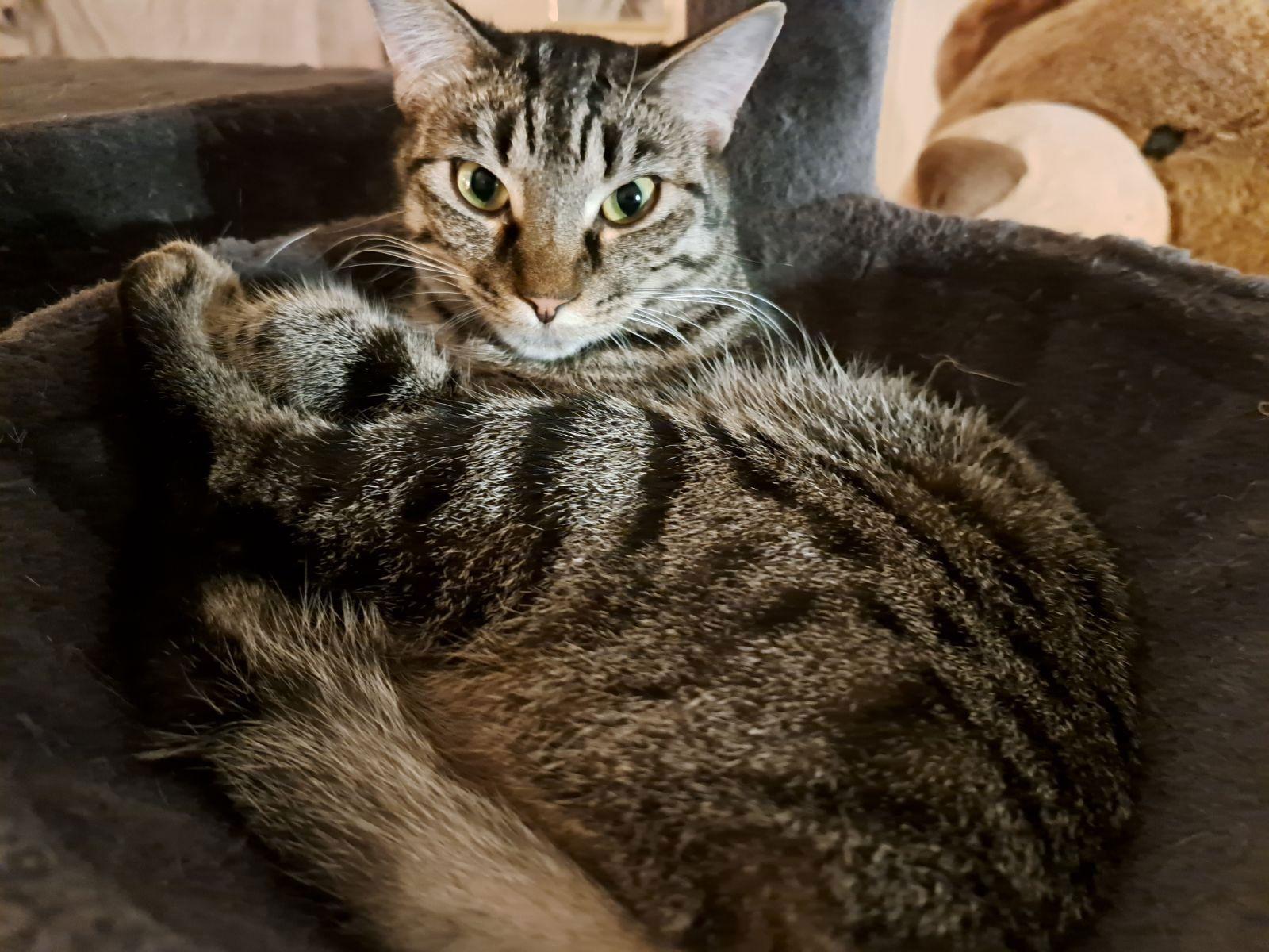 Mia, Adoptable, Adult Female Tabby.