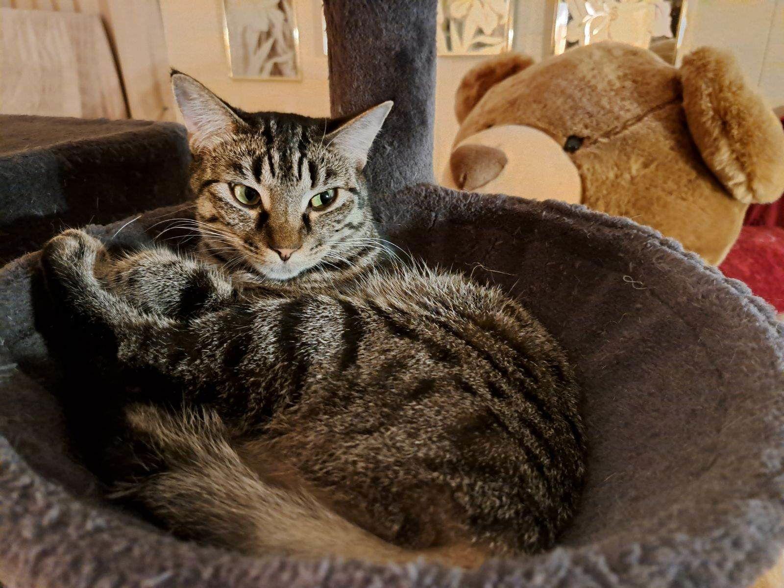 Mia, a Adoptable Tabby in Fort Myers, FL image 2/2