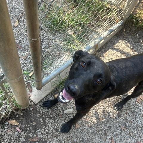 Enlarge Scout, a Adoptable mixed breed in Marble, NC image 1/1