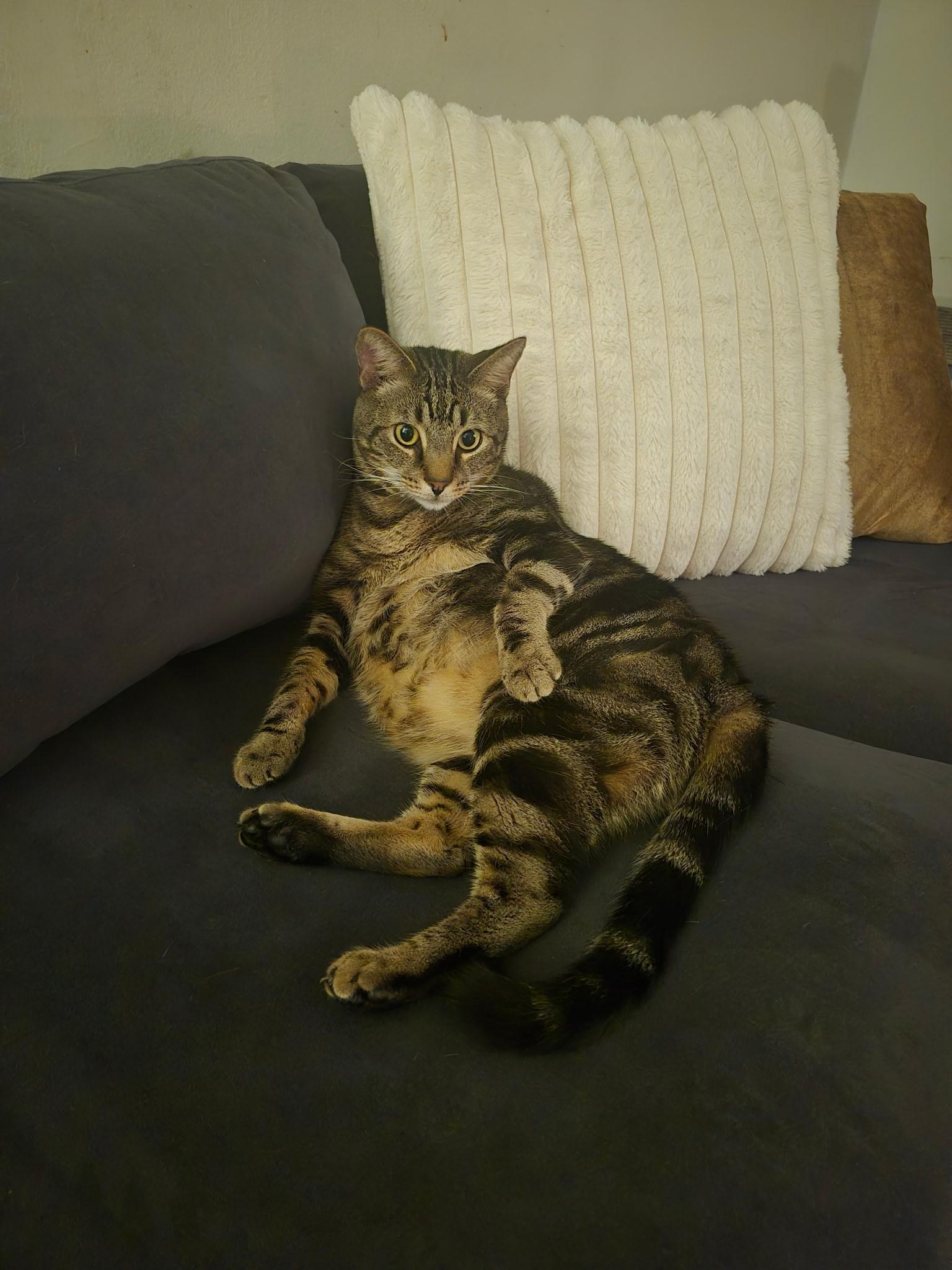 Enlarge Jasper, a Adopted Domestic Short Hair in Bellmawr, NJ image 1/2