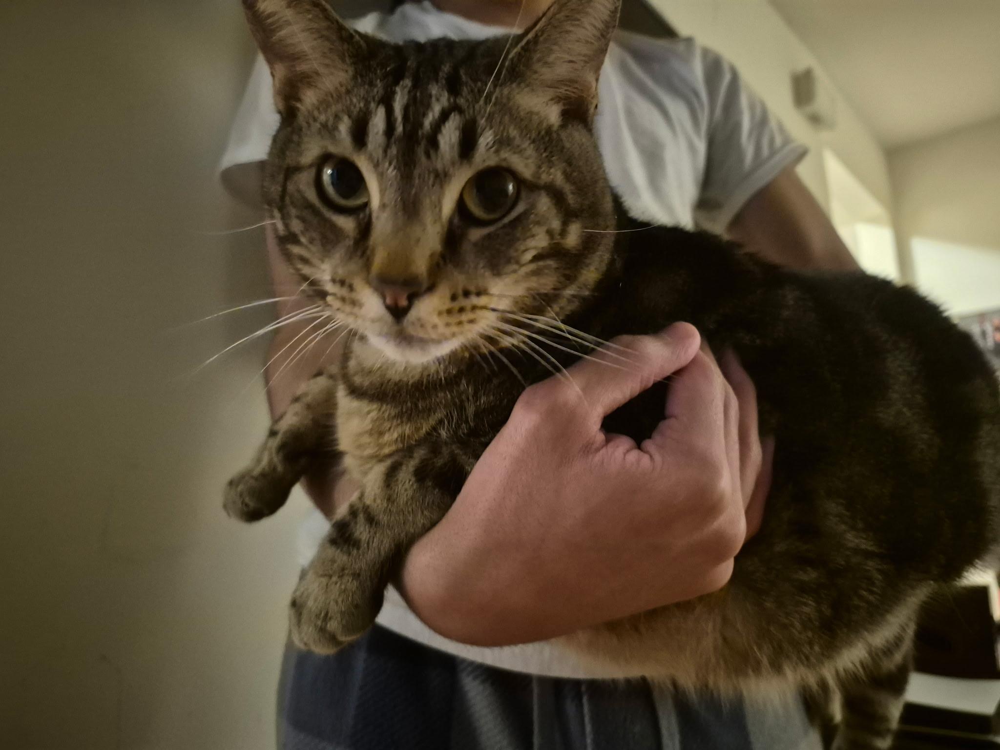 Enlarge Jasper, a Adopted Domestic Short Hair in Bellmawr, NJ image 2/2