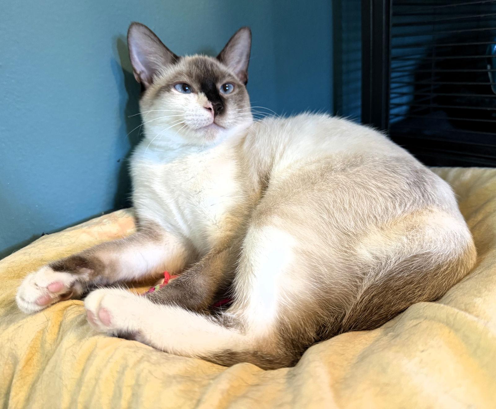 Enlarge Nairobi, a Adoptable mixed breed in Lighthouse Point, FL image 2/3