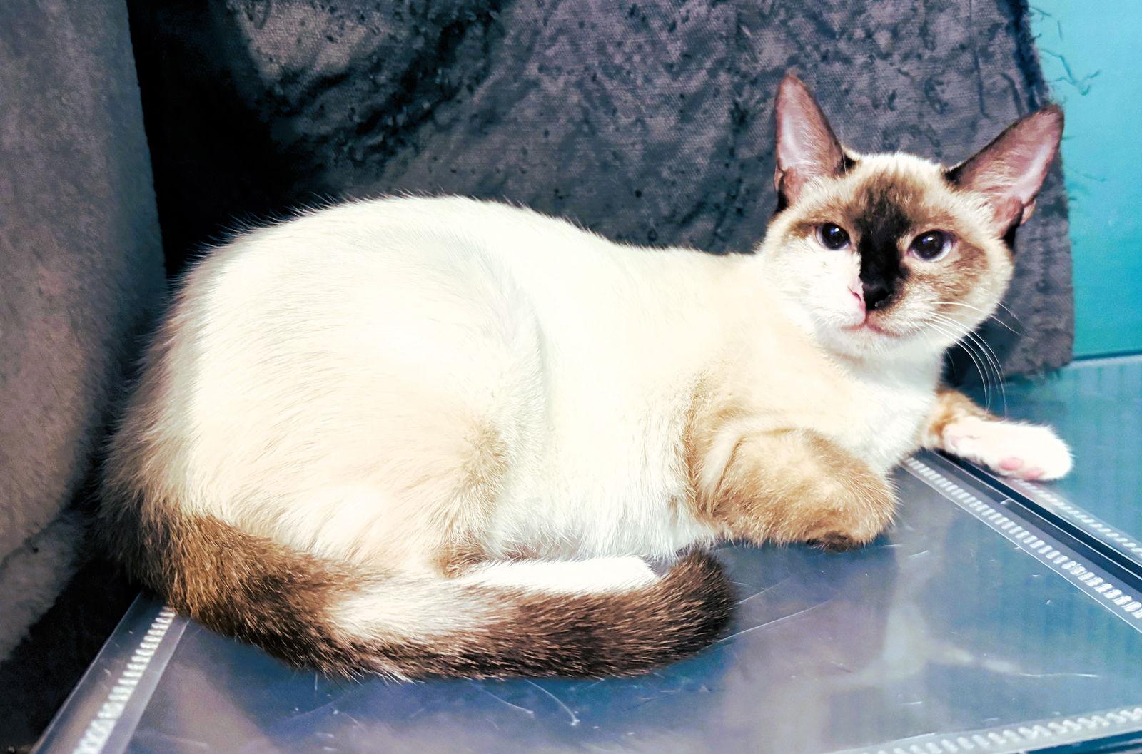 Enlarge Nairobi, a Adoptable mixed breed in Lighthouse Point, FL image 3/3