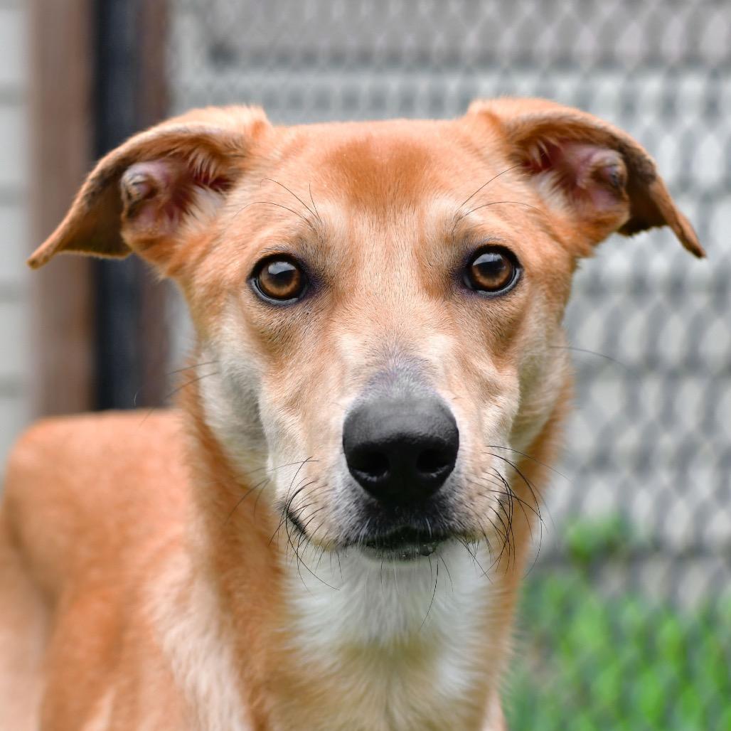 Daisy, Adoptable, Young Female Australian Cattle Dog / Blue Heeler & Great Pyrenees.