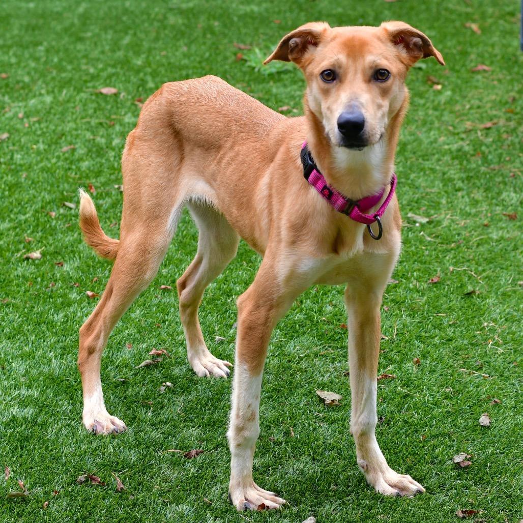 Enlarge Daisy, a Adoptable mixed breed in Ottawa, KS image 2/2