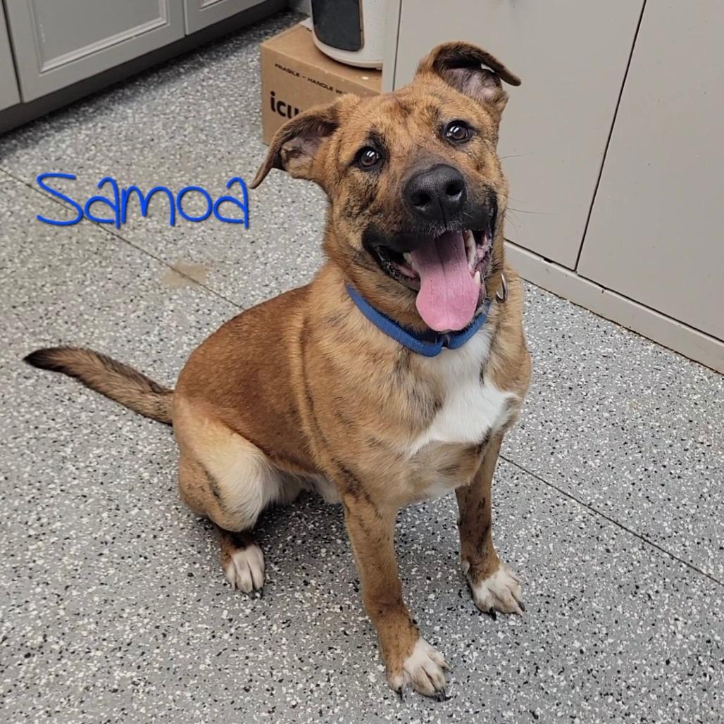 Enlarge Samoa, a Adoptable mixed breed in Parkersburg, WV image 1/2