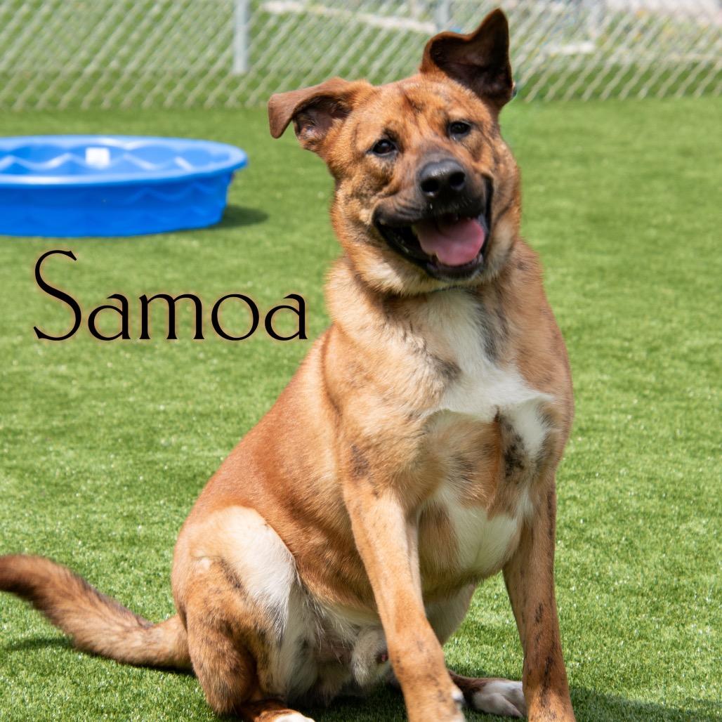 Enlarge Samoa, a Adoptable mixed breed in Parkersburg, WV image 2/3