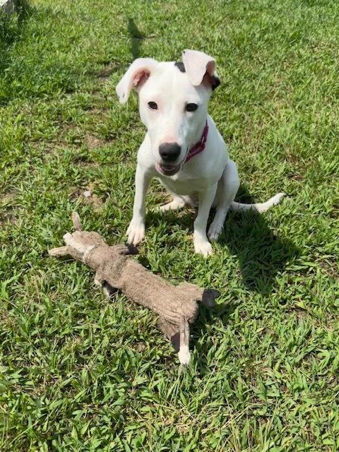 Rosita, Adoptable, Young Female Australian Cattle Dog / Blue Heeler.