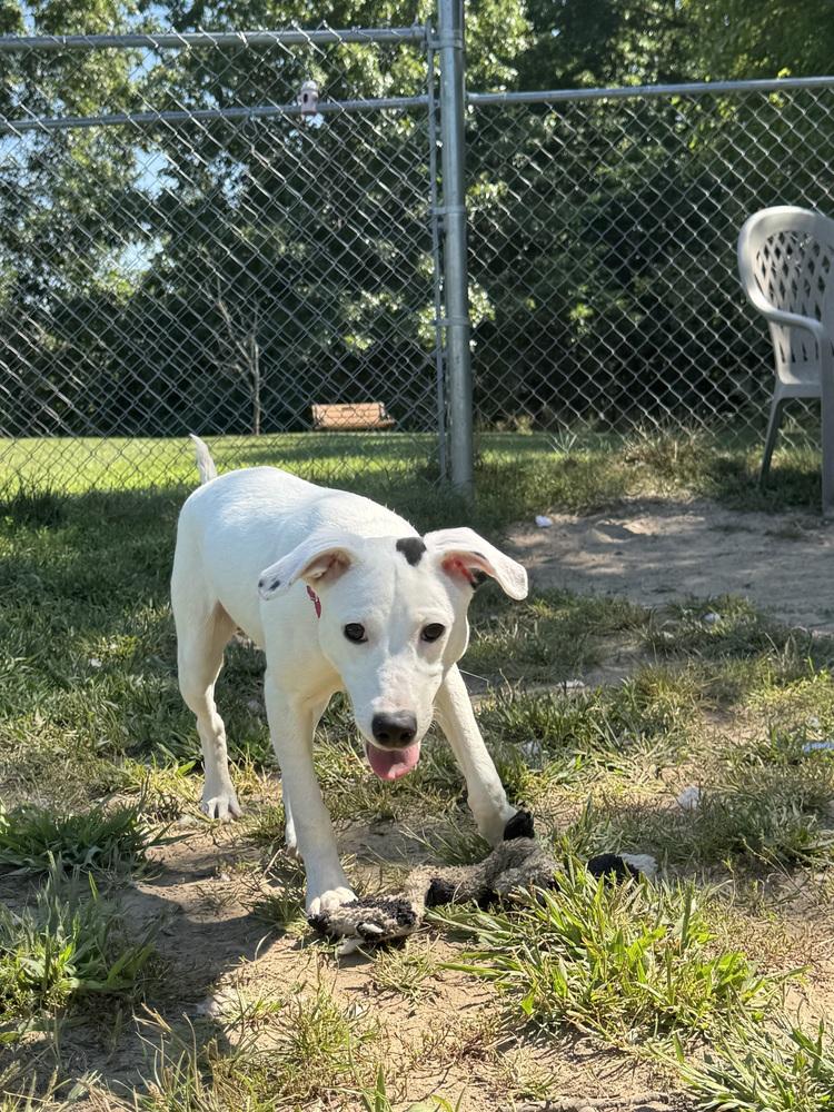 Enlarge Rosita, a Adoptable mixed breed in Kalamazoo, MI image 2/5
