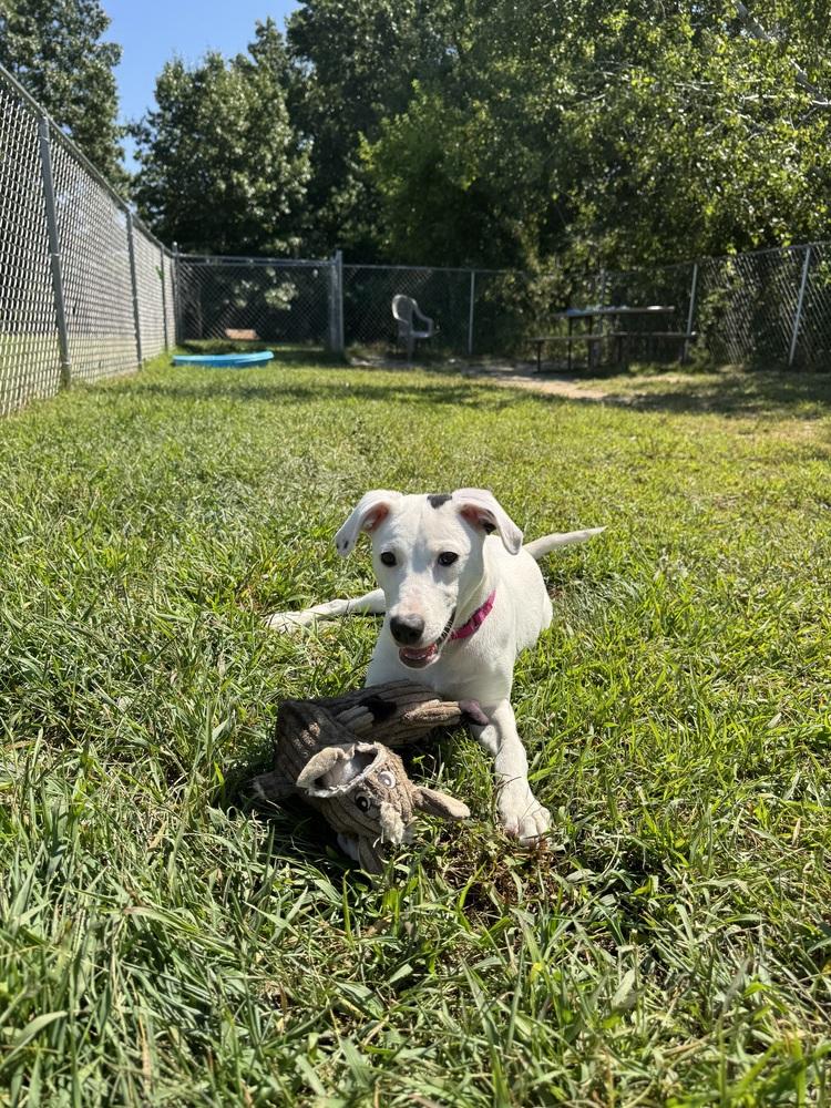 Enlarge Rosita, a Adoptable mixed breed in Kalamazoo, MI image 3/5
