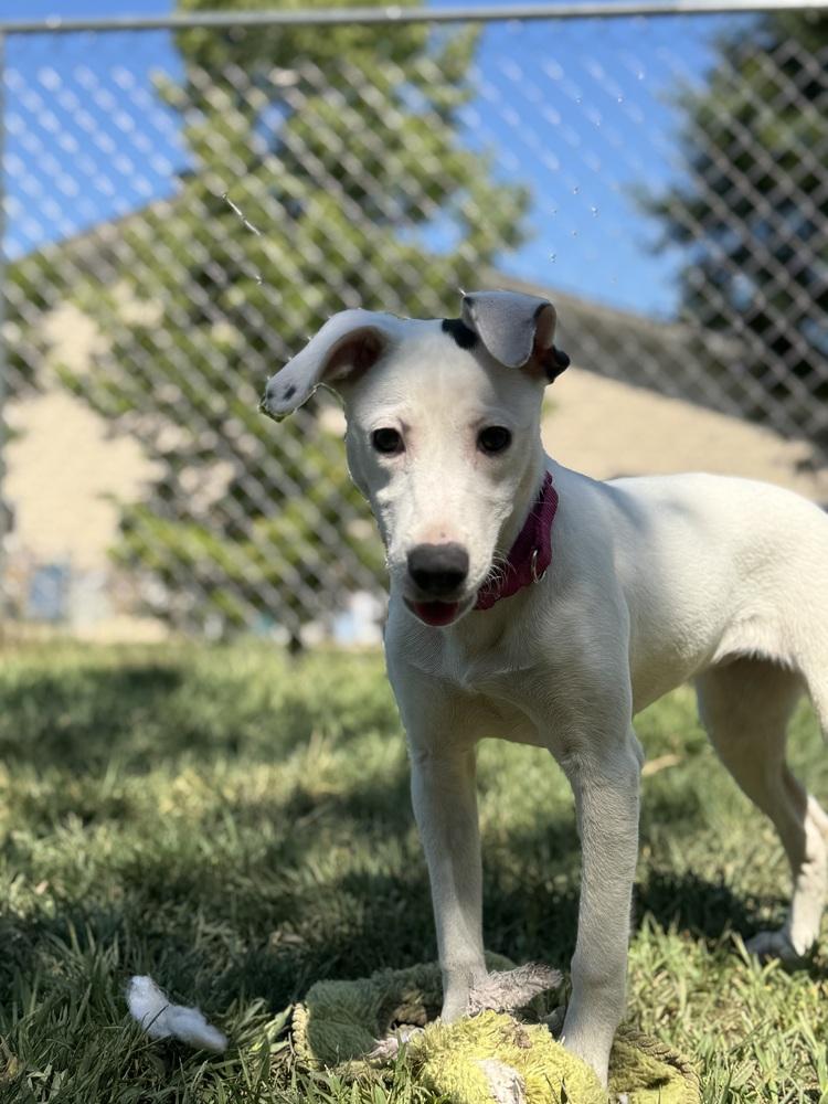Enlarge Rosita, a Adoptable mixed breed in Kalamazoo, MI image 4/5