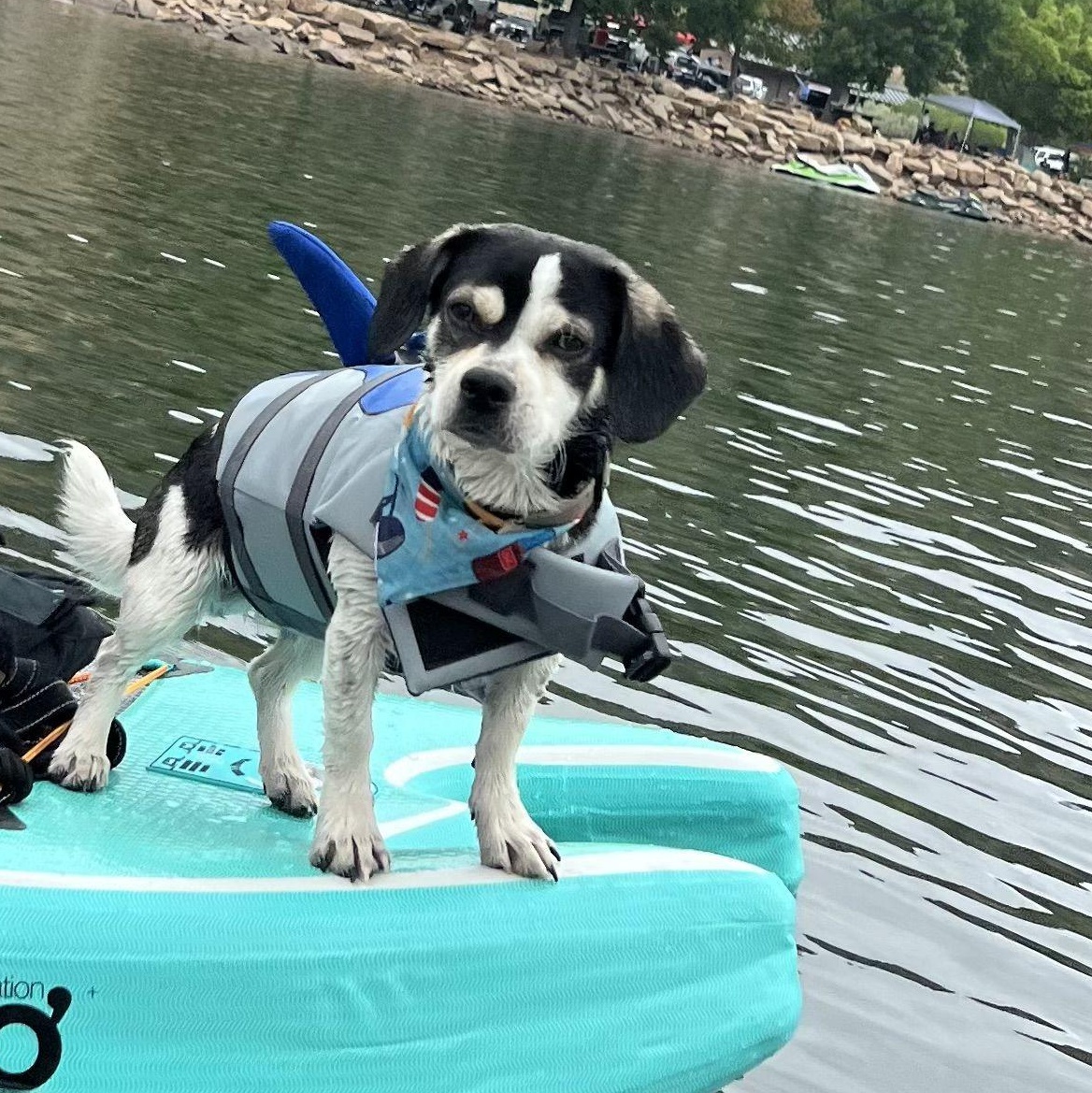 Enlarge Scooter - Please read description, a Adopted mixed breed in Tustin, CA image 1/3