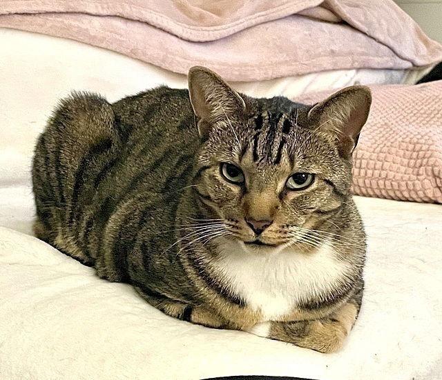 Enlarge Charlie, a Adoptable Domestic Short Hair in Tampa, FL image 1/3
