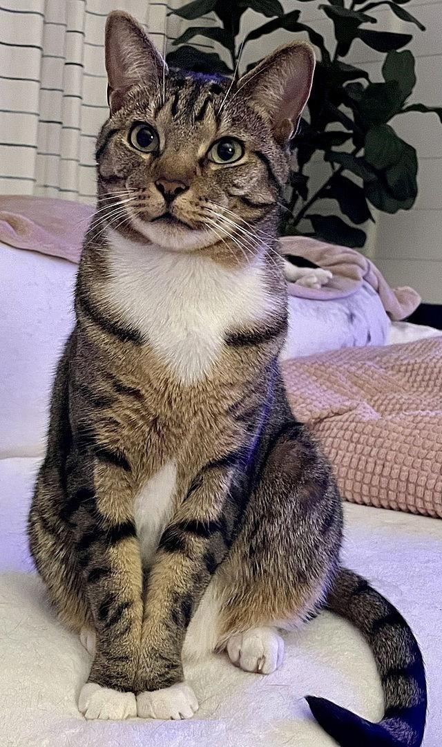 Enlarge Charlie, a Adoptable Domestic Short Hair in Tampa, FL image 2/3