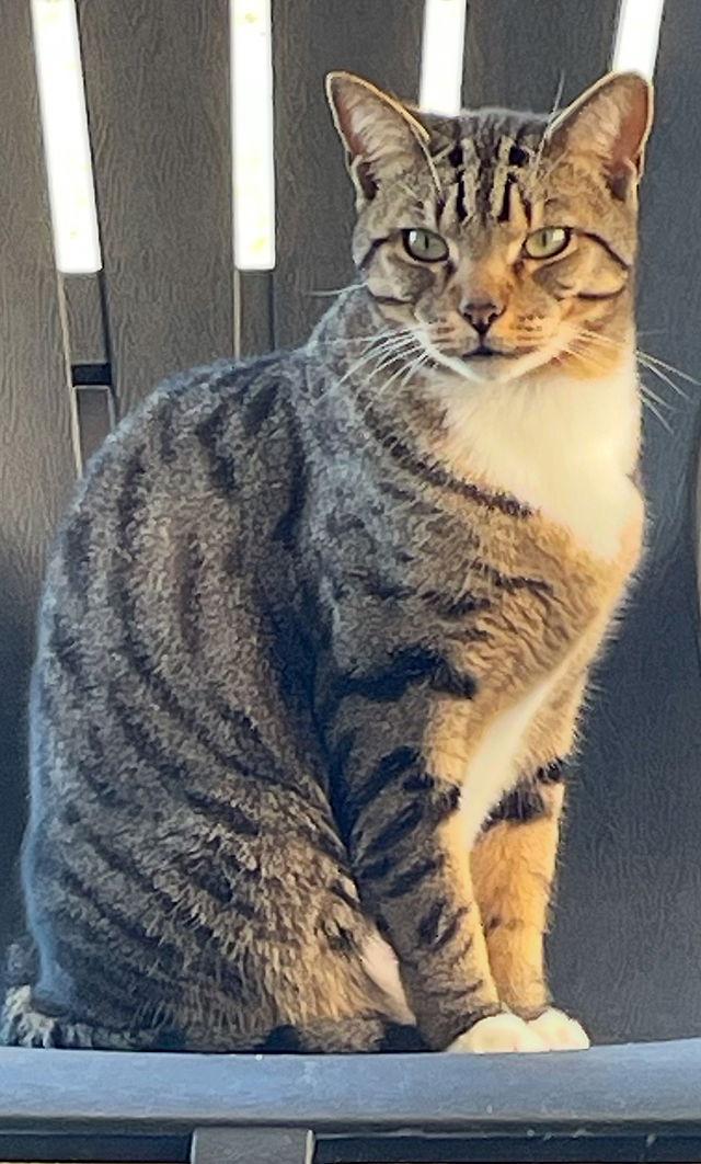 Enlarge Charlie, a Adoptable Domestic Short Hair in Tampa, FL image 3/3