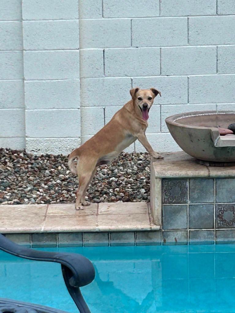 Nico, Adoptable, Young Male Chihuahua & Mixed Breed.