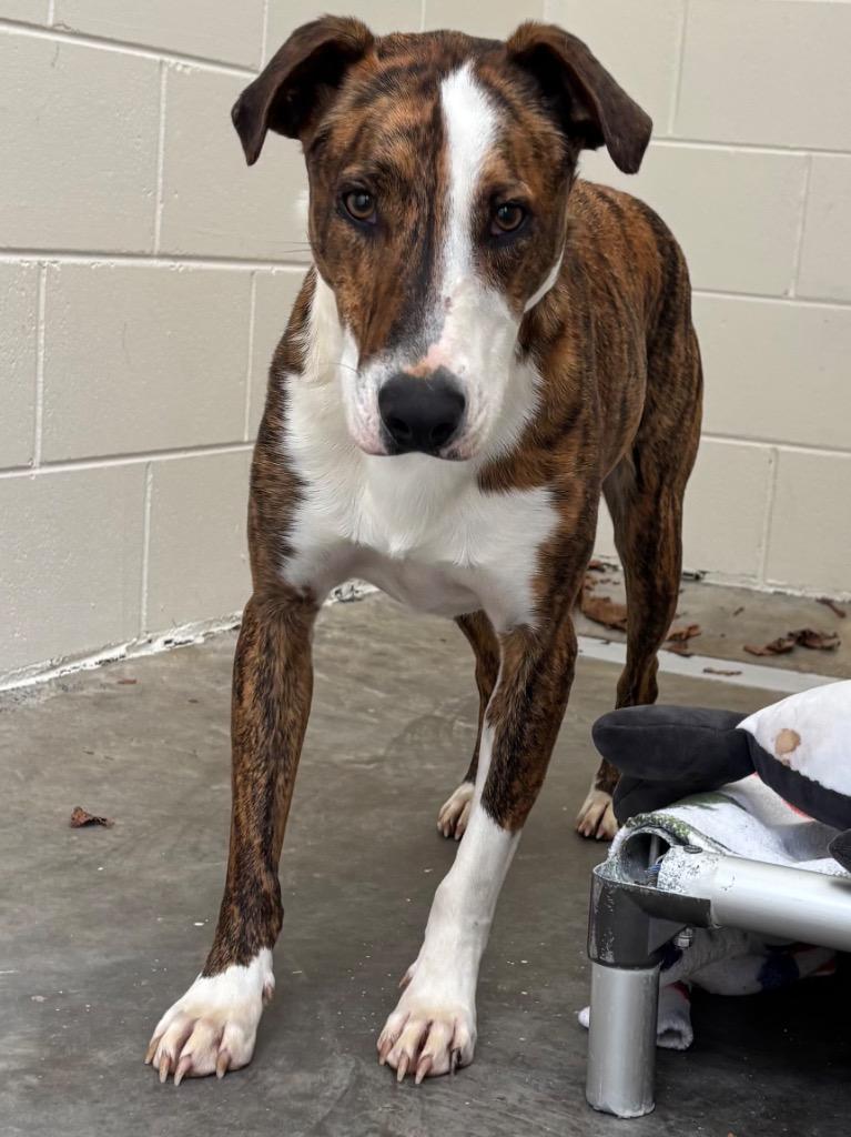 Derby, a Adoptable mixed breed in Greeneville, TN image 1/3