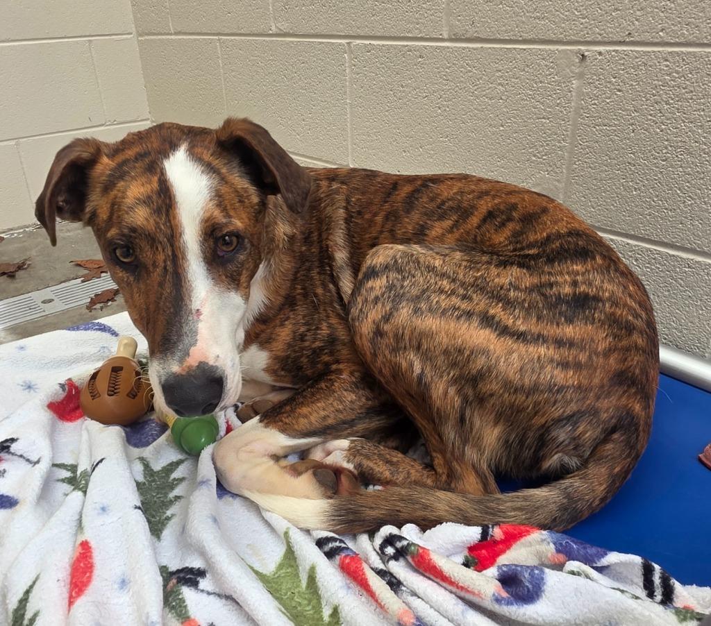 Derby, a Adoptable mixed breed in Greeneville, TN image 3/3