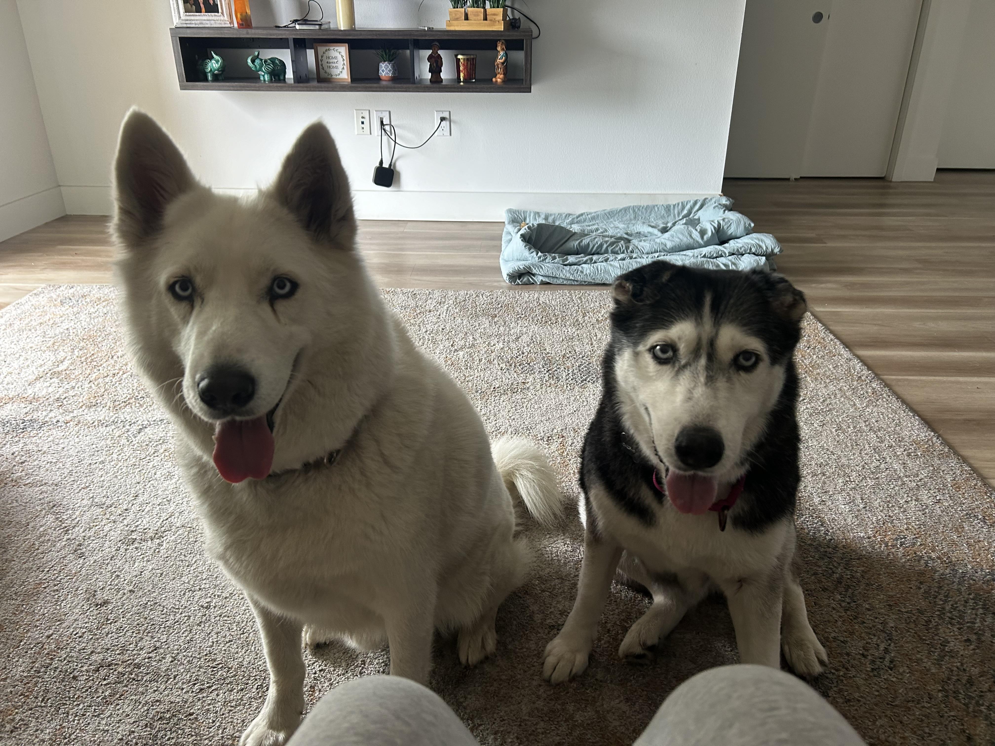 Enlarge Luna, an adopted Husky in torrance, CA image 5/6