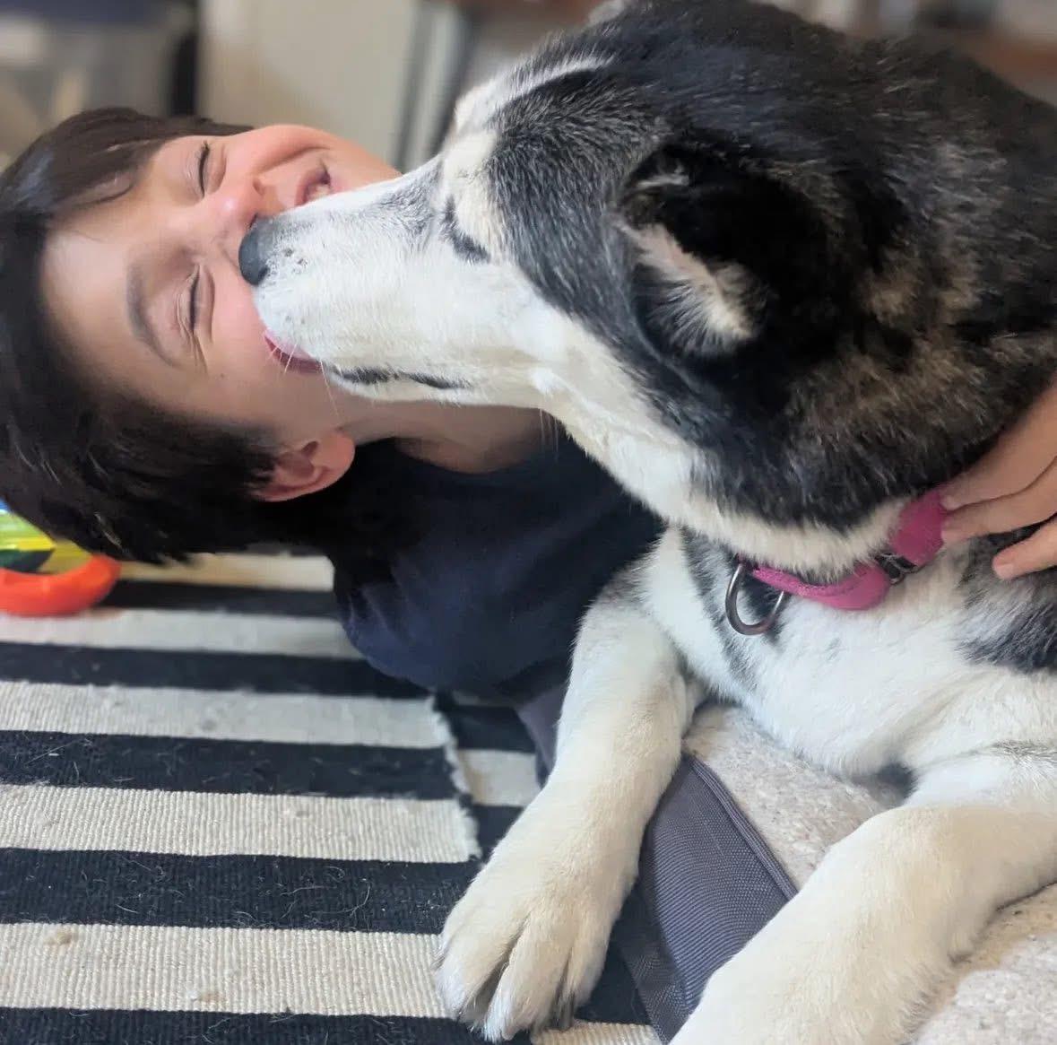 Enlarge Luna, an adopted Husky in torrance, CA image 2/6