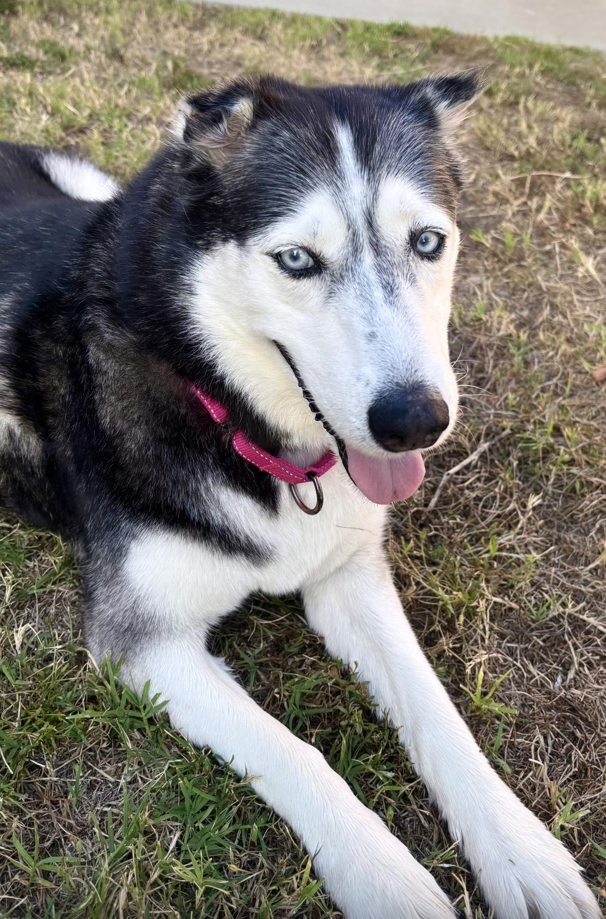 Enlarge Luna, an adopted Husky in torrance, CA image 3/6