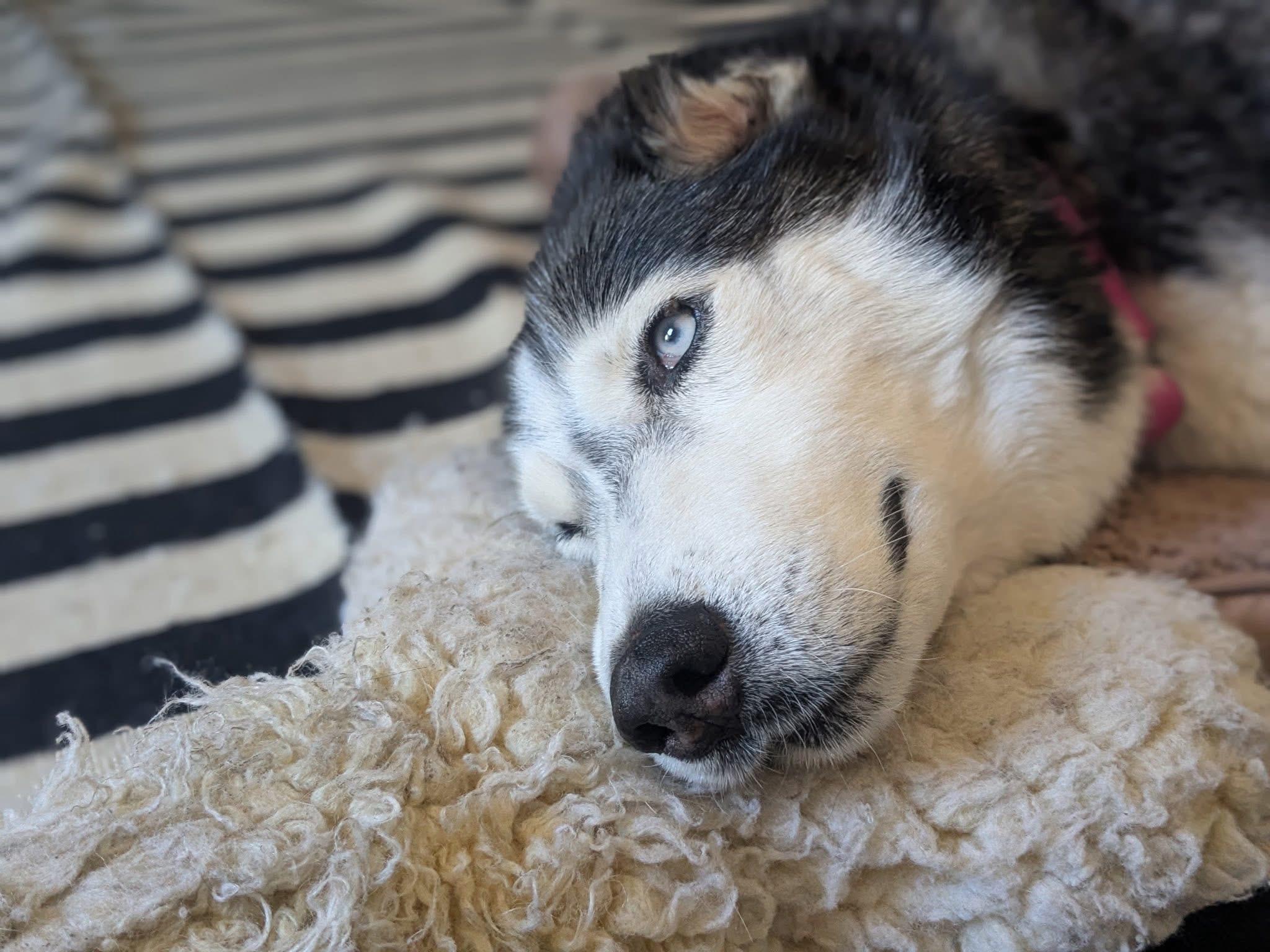 Luna, adopted, Adult Female Husky.
