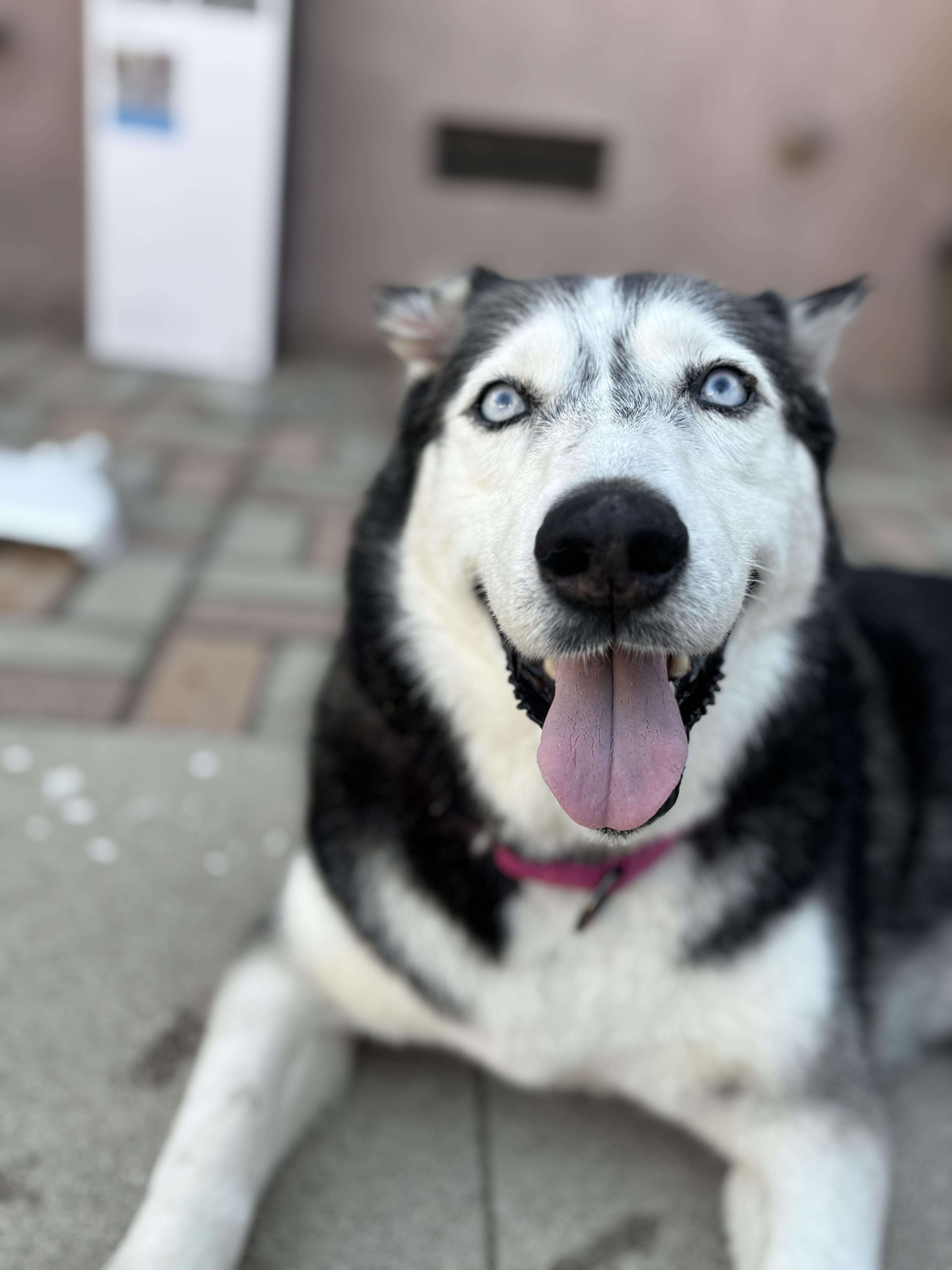 Enlarge Luna, an adopted Husky in torrance, CA image 6/6