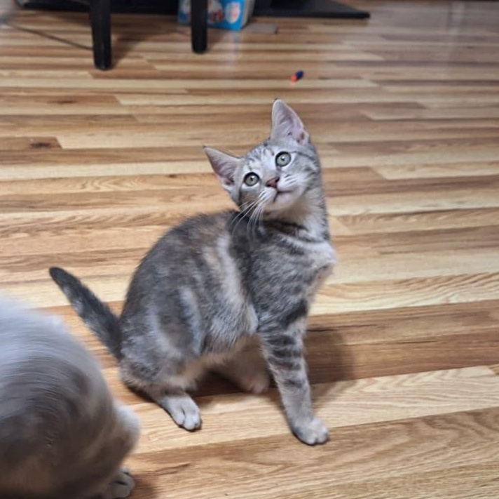 Shady (bonded with Messy), adoptable, Kitten Female Dilute Tortoiseshell.