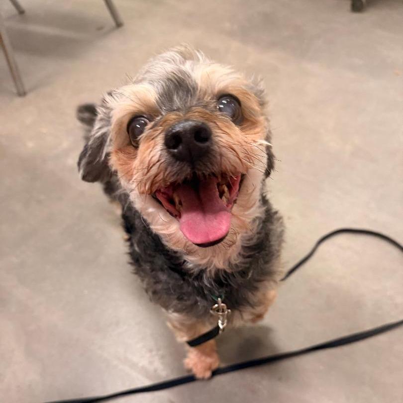 Ricky, Adoptable, Senior Male Shih Tzu & Yorkshire Terrier.
