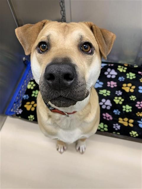 Enlarge MYA, a Adoptable mixed breed in Fairbanks, AK image 1/1