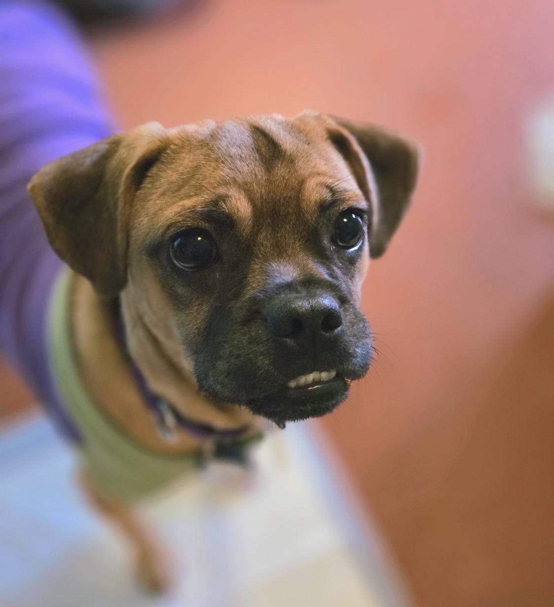 Finn , ADOPTABLE, Young Male Pug.