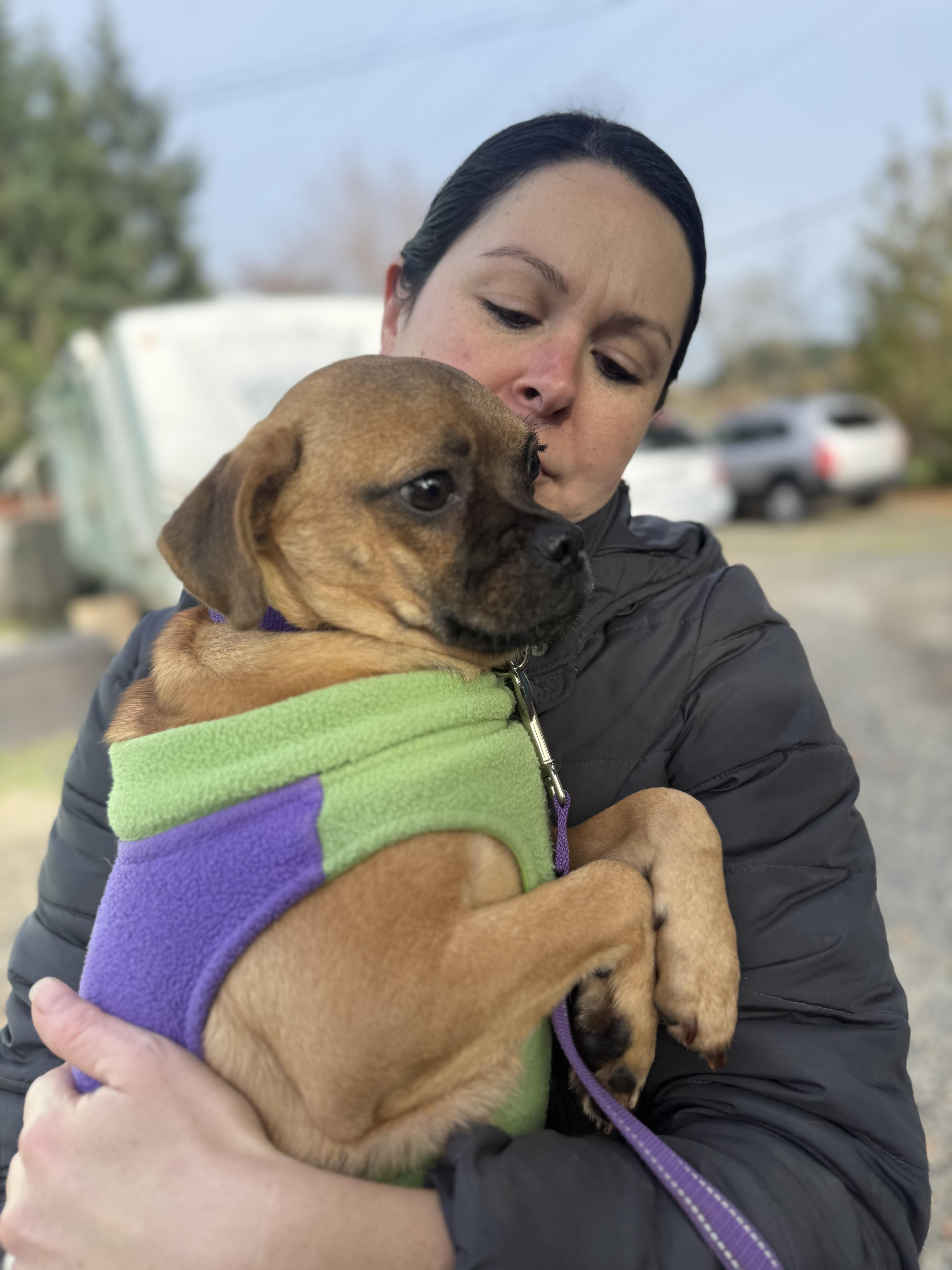 Enlarge Finn , a ADOPTABLE mixed breed image 2/4