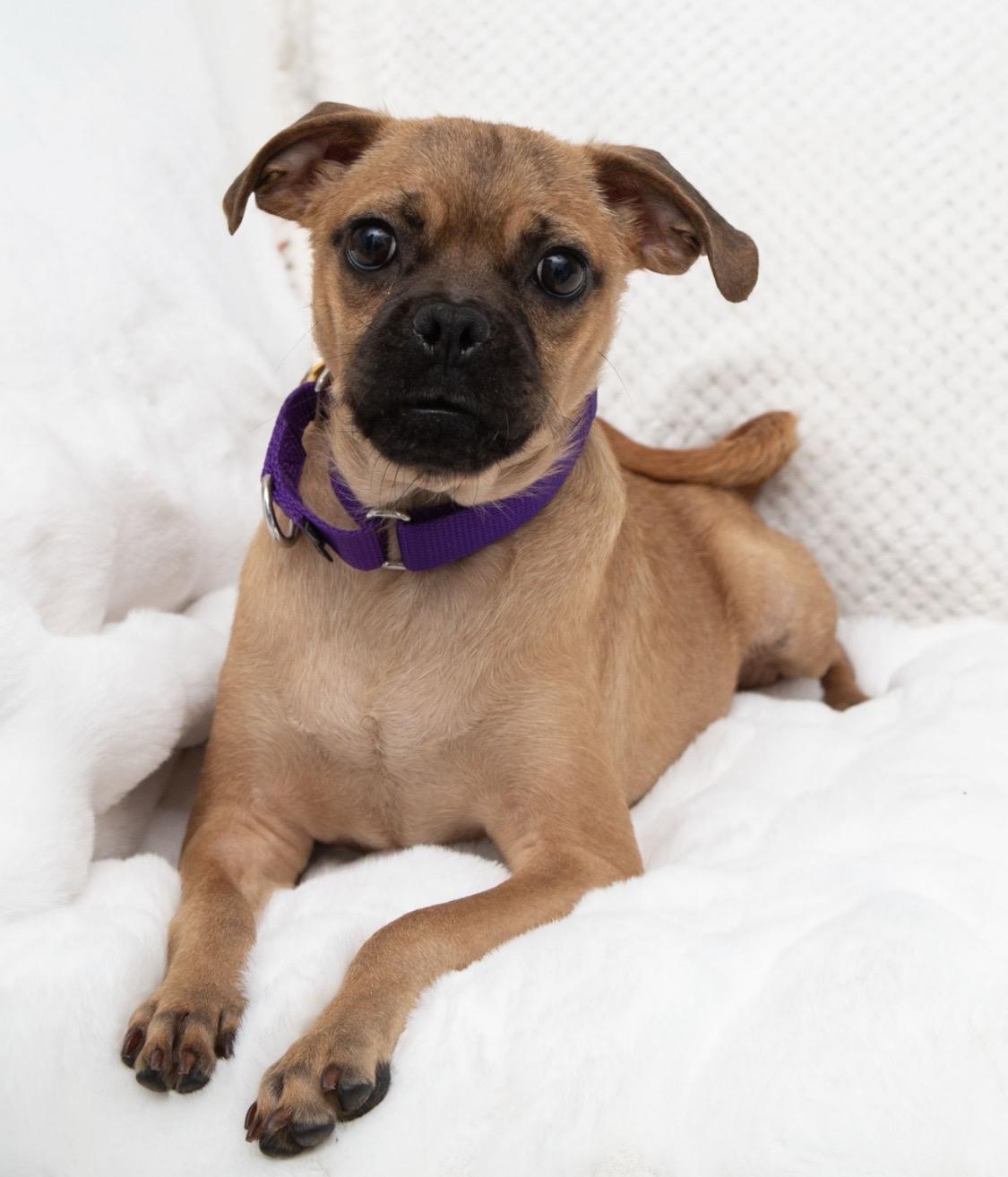 Enlarge Finn , a ADOPTABLE mixed breed image 3/4