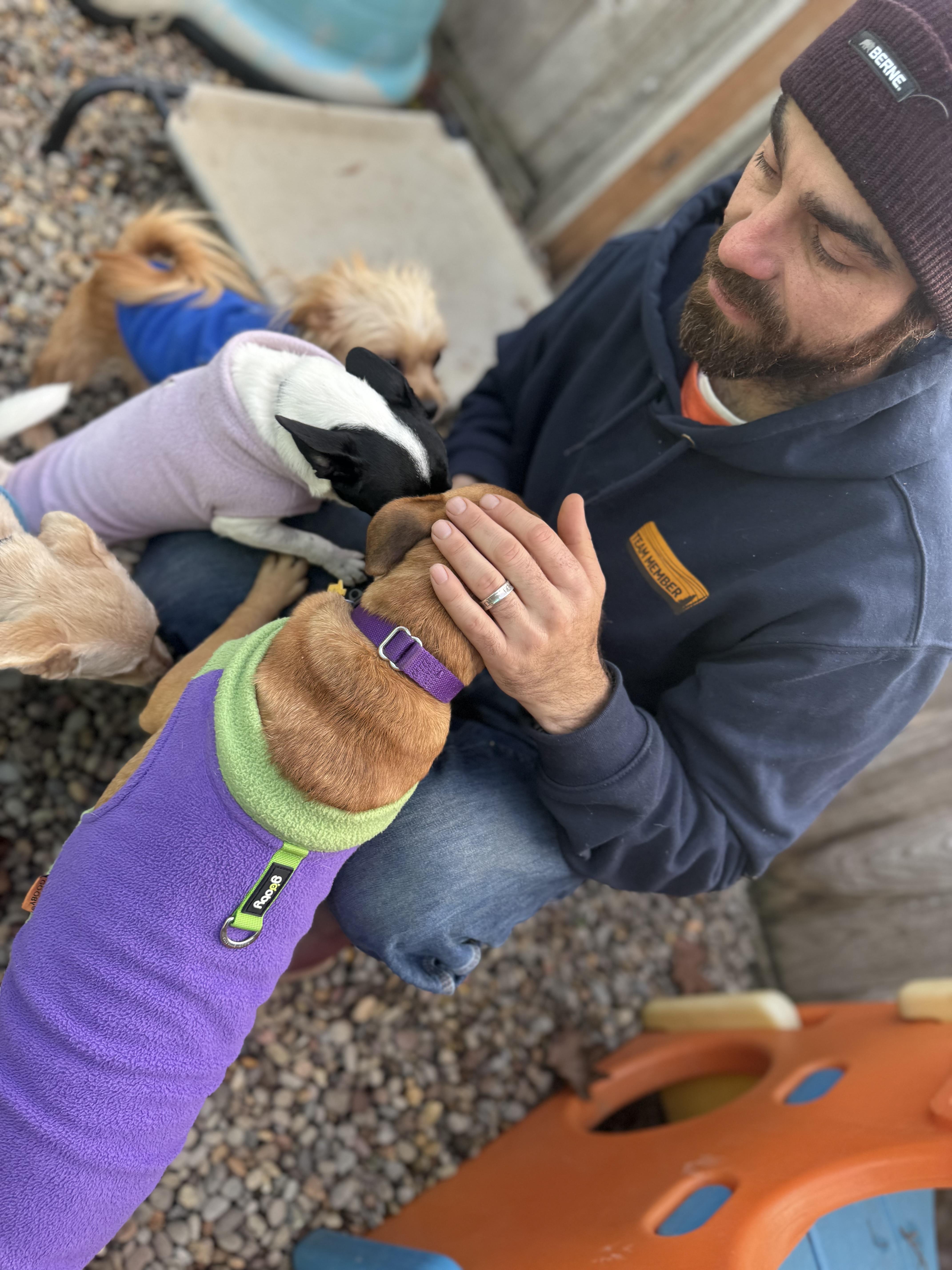 Enlarge Finn , a ADOPTABLE mixed breed image 4/4