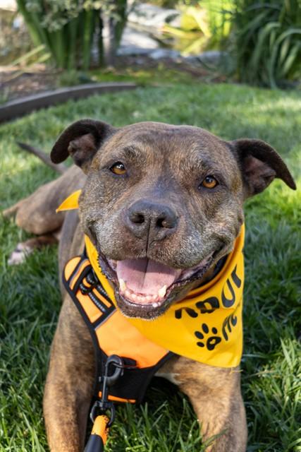 Enlarge MAPLE - IN FOSTER, a Adoptable Pit Bull Terrier in Ontario, CA image 1/1