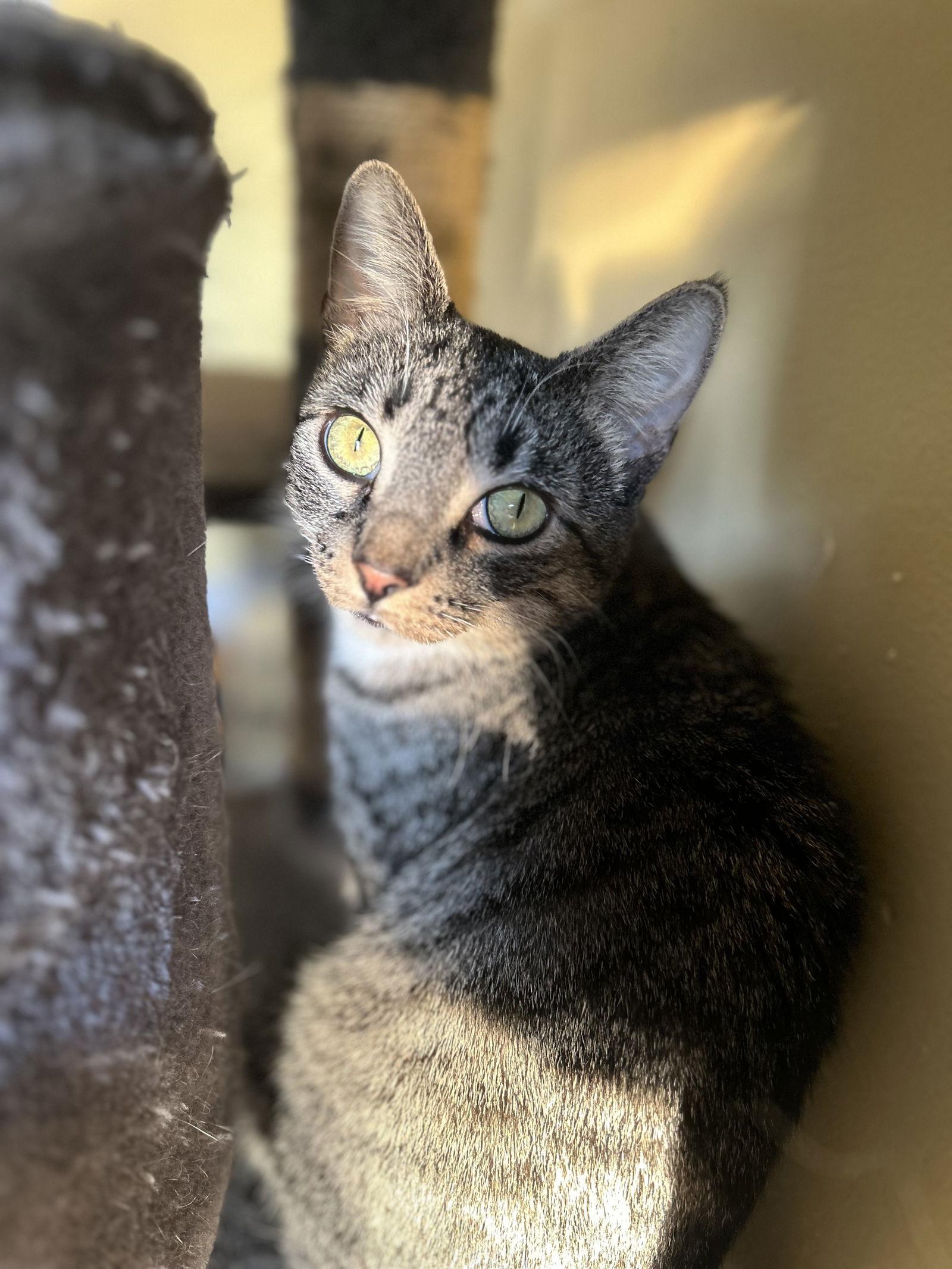 Uf Litter Mooncake (Mom), a Adoptable Domestic Short Hair in Livonia, MI image 2/3