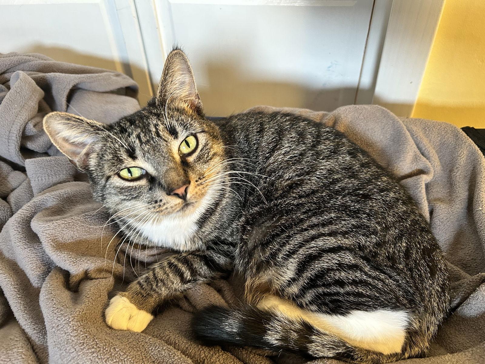 Enlarge Uf Litter Mooncake (Mom), a Adoptable Domestic Short Hair in Livonia, MI image 1/3