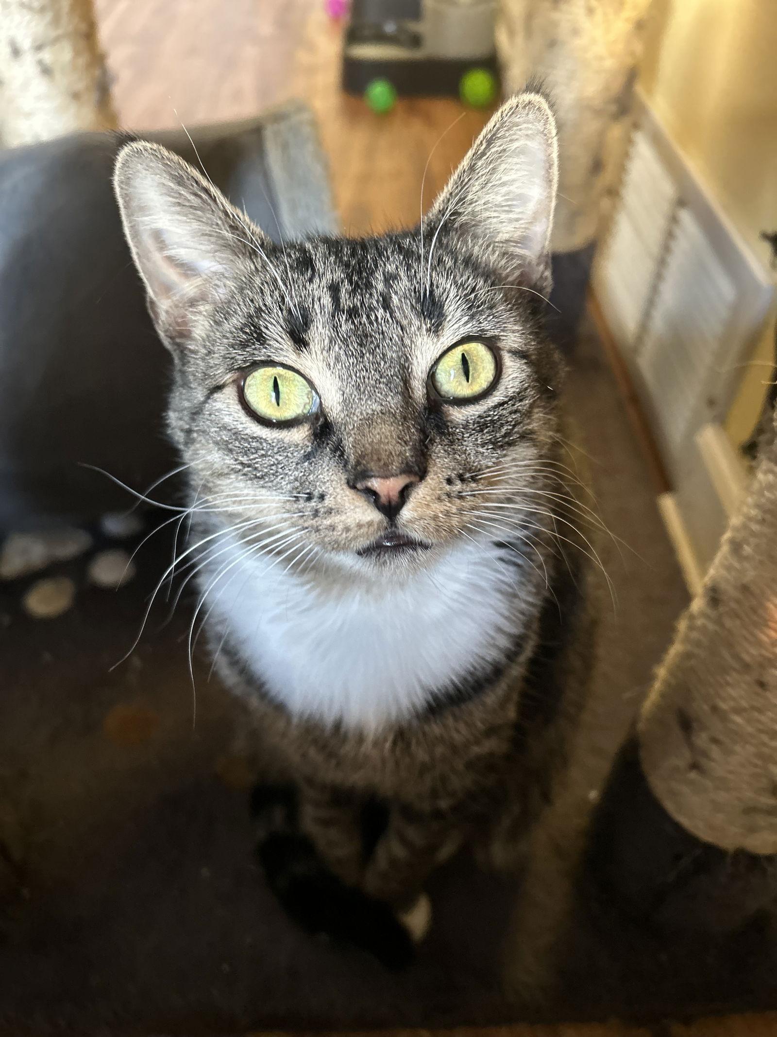 Enlarge Uf Litter Mooncake (Mom), a Adoptable Domestic Short Hair in Livonia, MI image 2/3