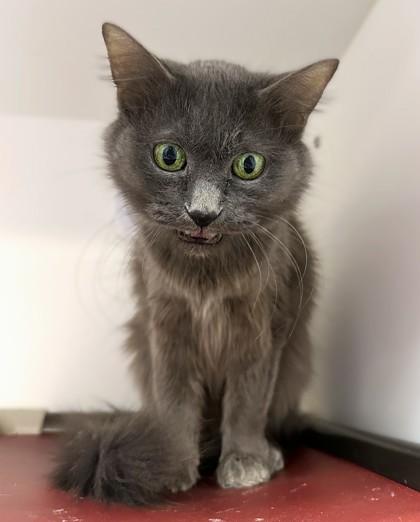 Betty, Adoptable, Senior Female Domestic Medium Hair & Domestic Short Hair.