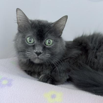 Betty, a Adoptable mixed breed in Gwinn, MI image 2/2