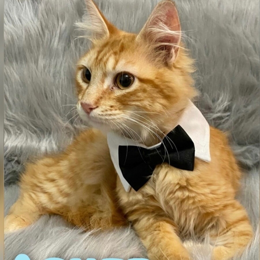 Enlarge Asher, a Adopted mixed breed in Dickinson, TX image 1/2