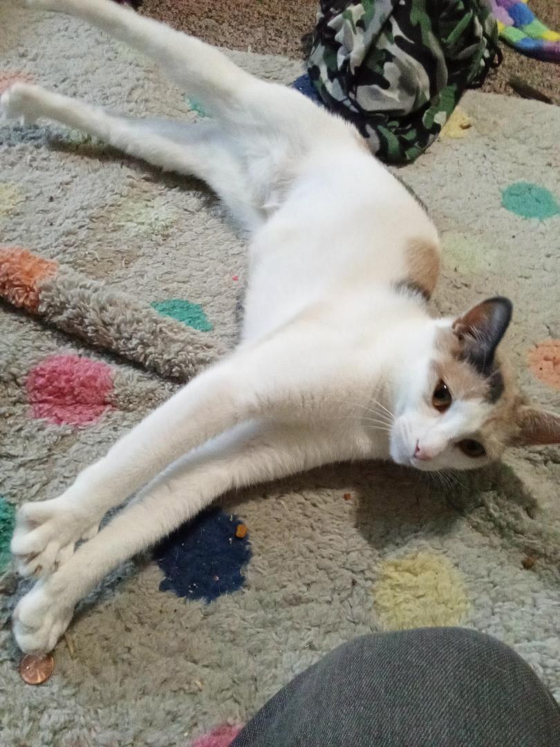 Beatrice, a Adoptable Dilute Calico in Oberlin, OH image 3/5