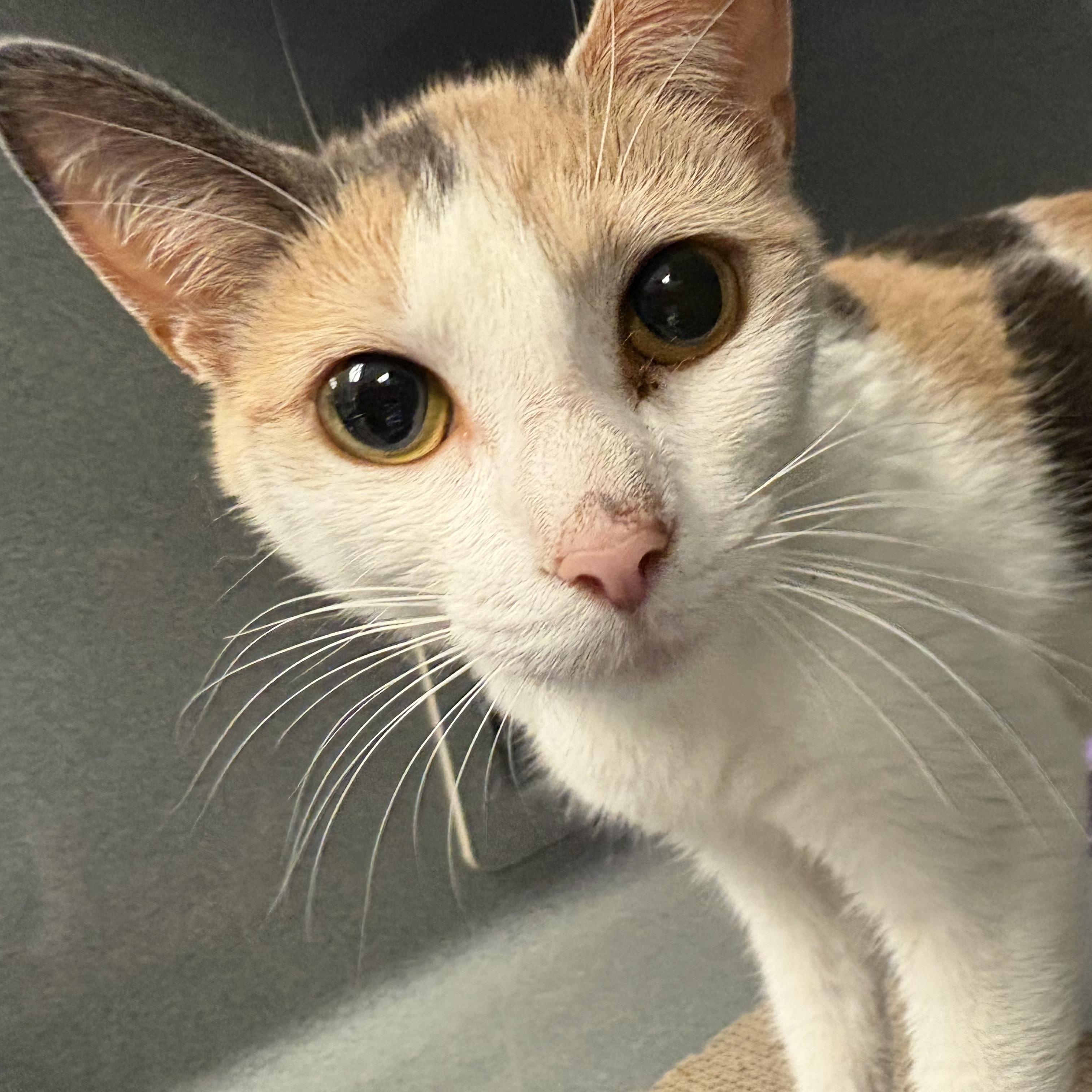 Beatrice, a Adoptable Dilute Calico in Oberlin, OH image 4/5