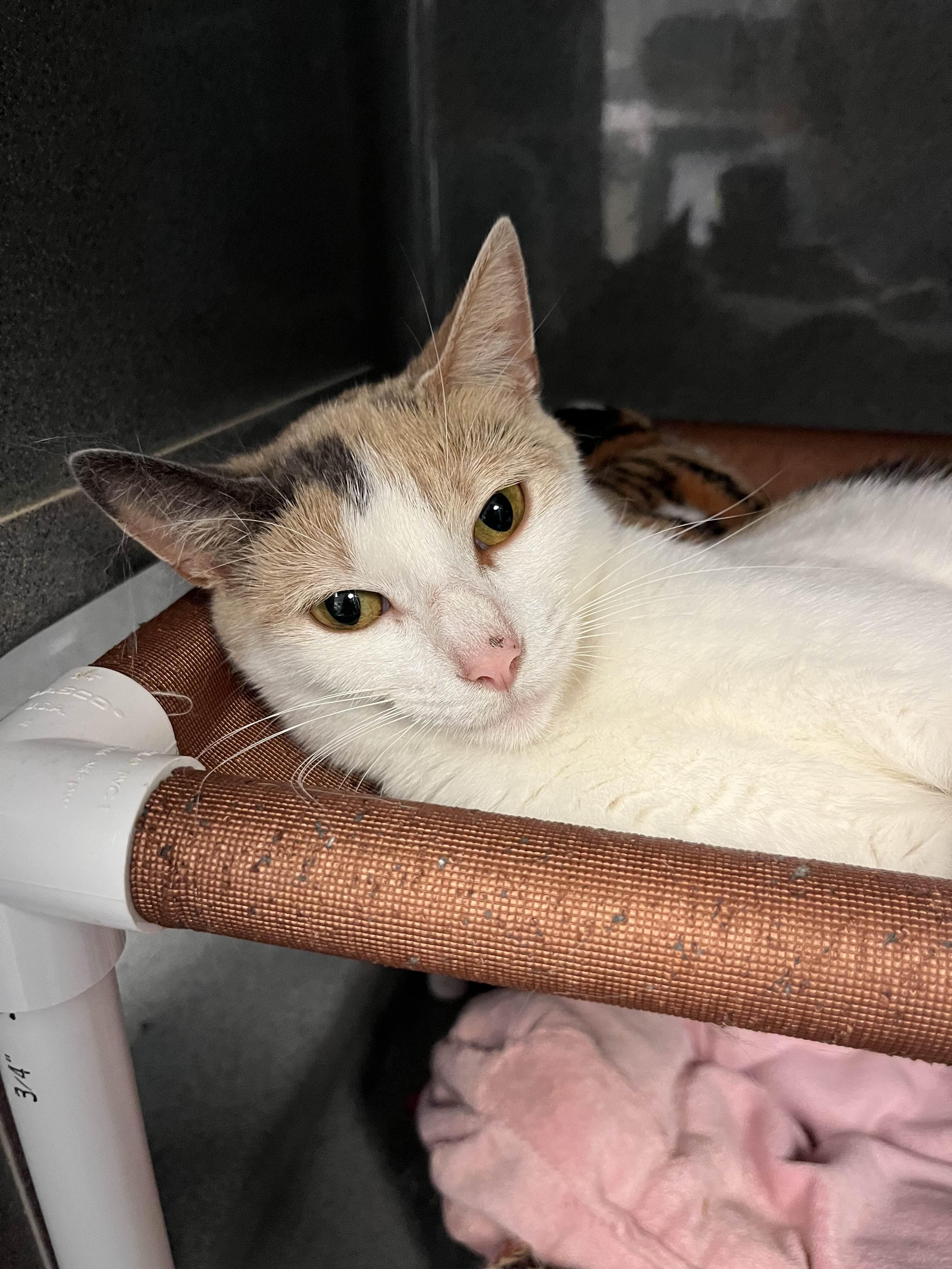 Beatrice, a Adoptable Dilute Calico in Oberlin, OH image 5/5