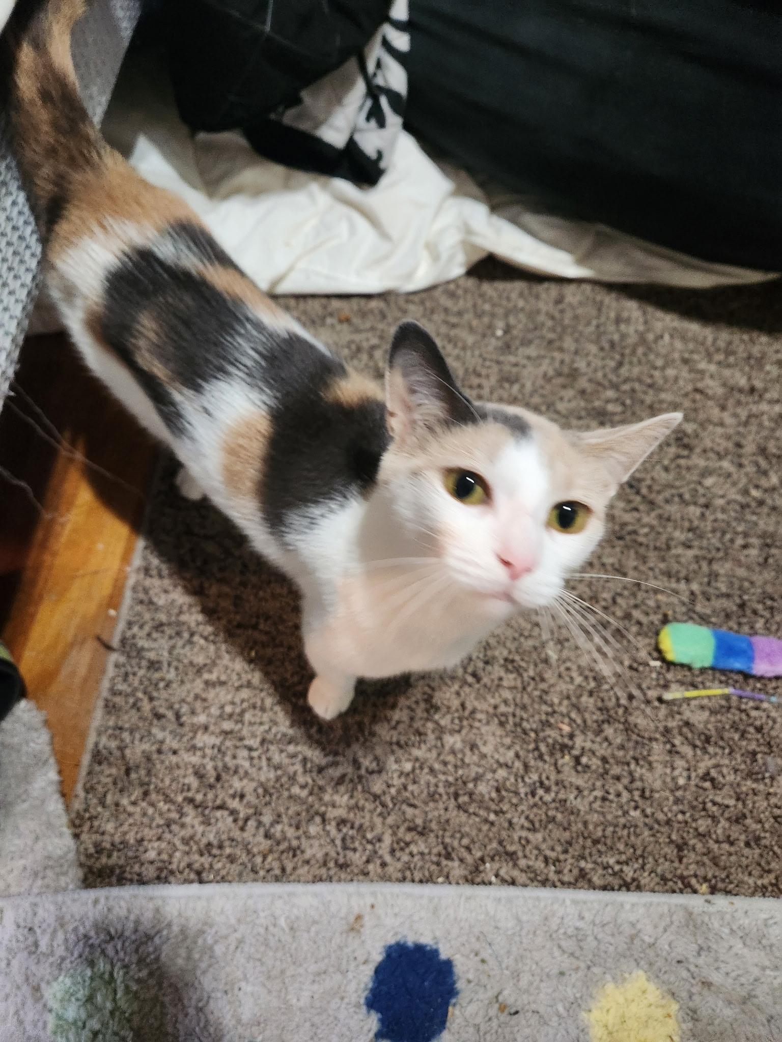 Beatrice, a Adoptable Dilute Calico in Oberlin, OH image 1/5