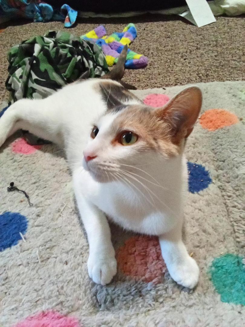 Beatrice, a Adoptable Dilute Calico in Oberlin, OH image 2/5