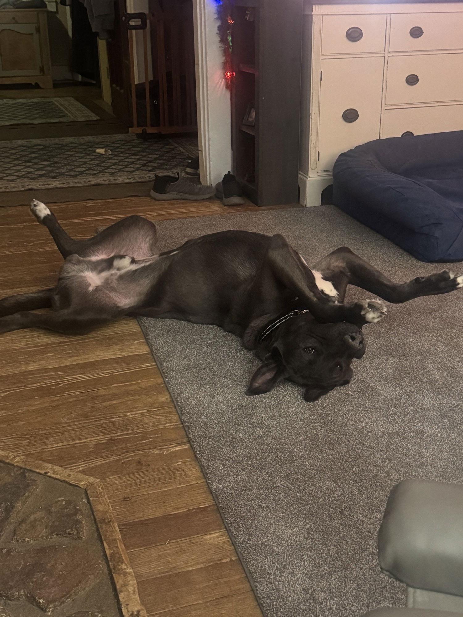 Finley, Adopted, Young Male Great Dane.