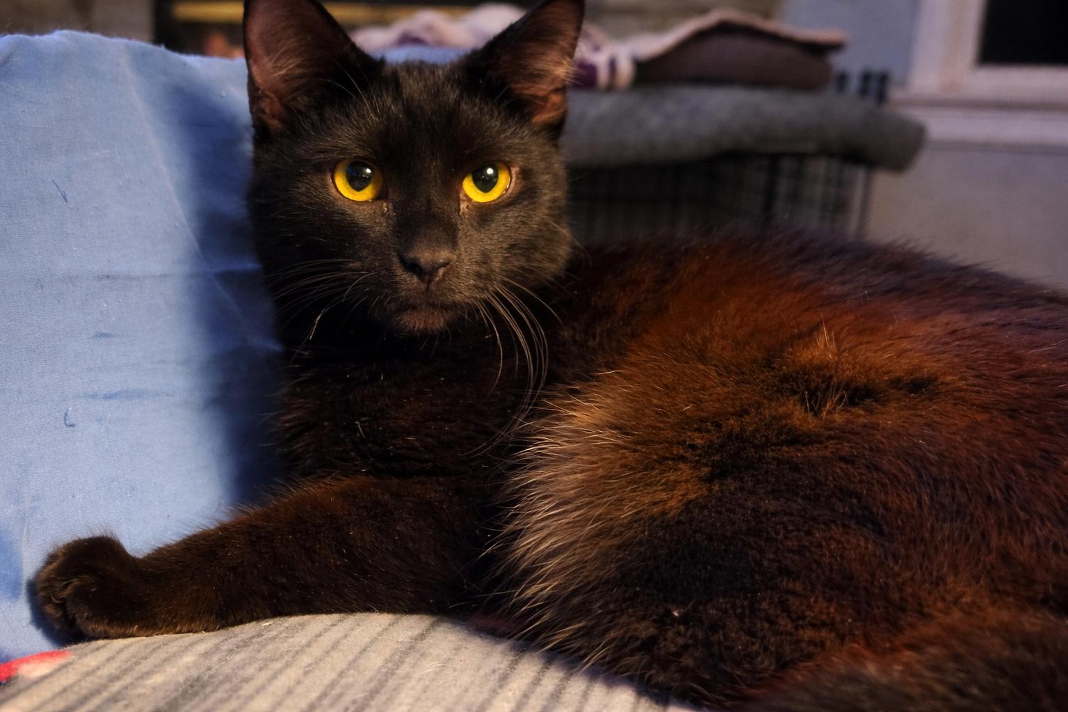 Enlarge Mizzle, a Adoptable Domestic Short Hair in Dublin, OH image 1/2